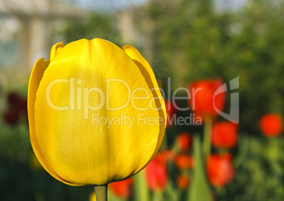 Yellow tulip