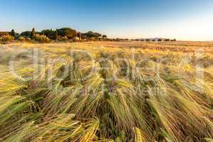 Young wheat growing in green farm field under blue sky