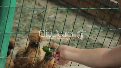 Children feed chiken in cage