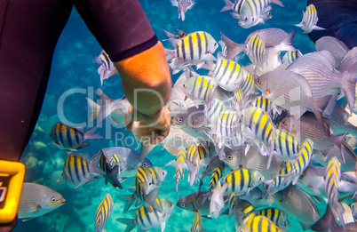 Tropical Coral Reef.Man feeds the tropical fish.