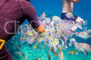 Tropical Coral Reef.Man feeds the tropical fish.