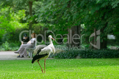 Stork on the green grass