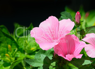 Beautiful pink flower