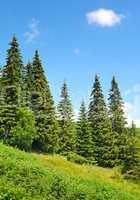 Beautiful pine trees