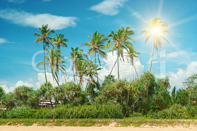 Coconut palms lit bright sun