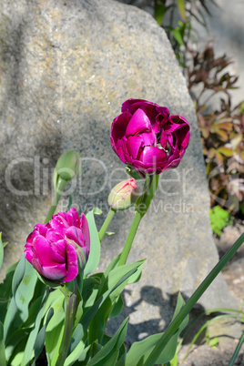 Tulpe und Stein