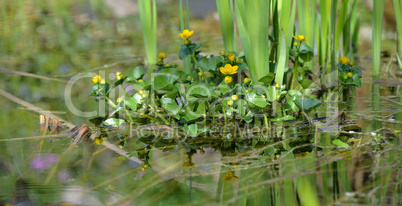 Gartenteich sumpfdotterblume