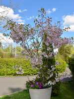 Kirschblüten Garten