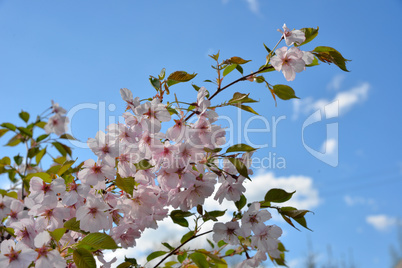 Kirschblüten Garten