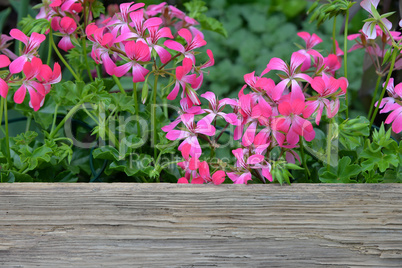 Frühlingsblumen auf einem holzbrett