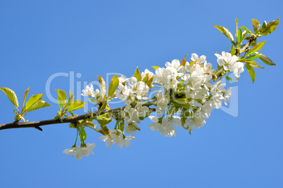 Kirschblüten Zweig gegen Sonnen