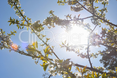 Kirschblüten Zweig gegen Sonnen