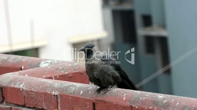 Carrion Crow On concrete Pellet