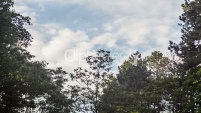 Clouds and Trees