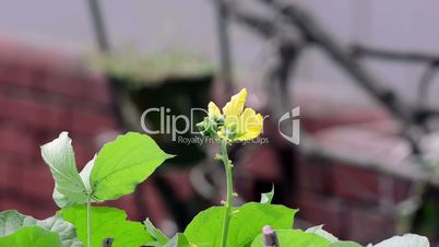 Flower Growing and Pollens by ants