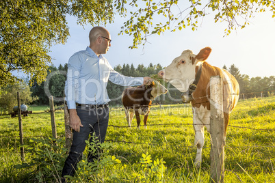 man feeds cow