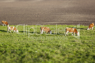 cows