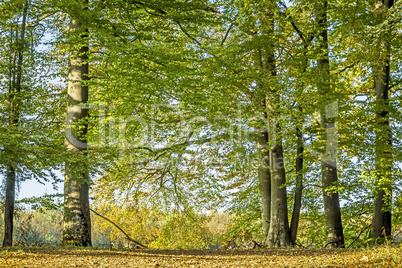 autumn trees