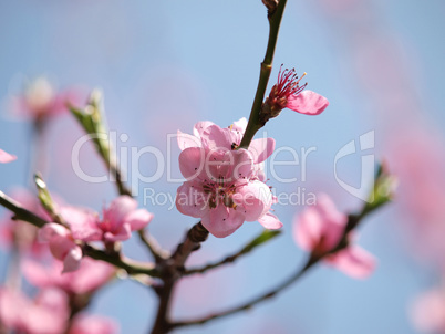 Blossom of peaches tree