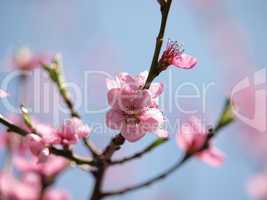 Blossom of peaches tree