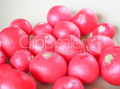 Radish vegetable