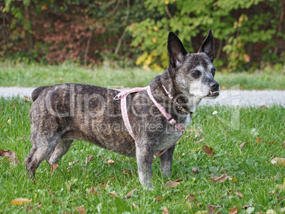 Hund mit Unterbiss