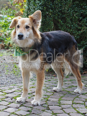 Colliemix Colliemix
