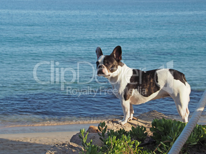 Französische Bulldogge Französische Bulldogge