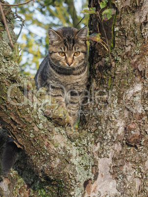 Kätzchen auf einem Baum