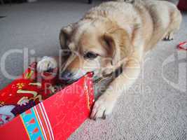 Hund mit seinem Weihnachtsgesschenk