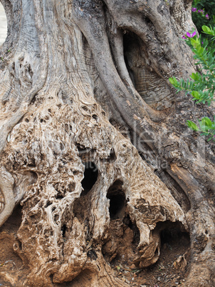 Detailaufnahme eines alten Olivenbaumes