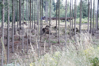 kranker Wald im Harz