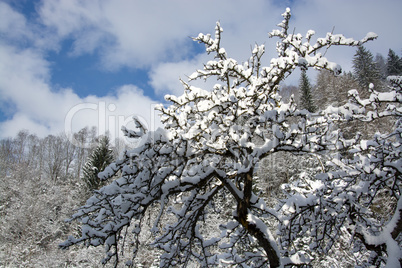 Verschneiter Baum