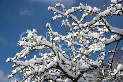 Verschneiter Baum