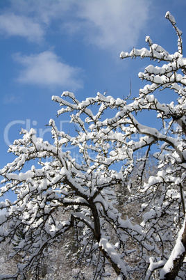 Verschneiter Baum