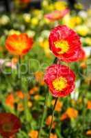 Mohn