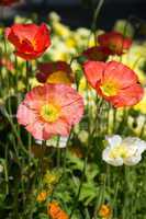 Mohn