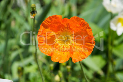 Mohn