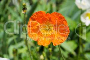 Mohn