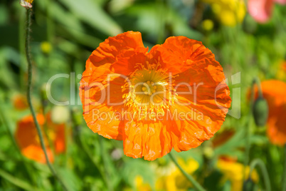 Mohn