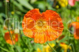 Mohn