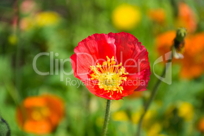 Mohn