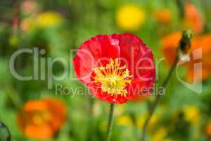 Mohn