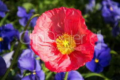 Mohn