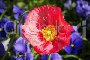 Mohn