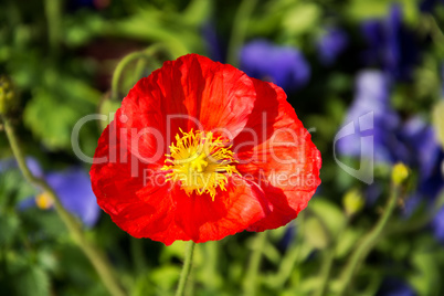 Mohn