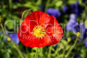 Mohn