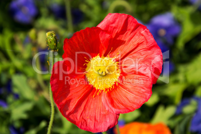 Mohn