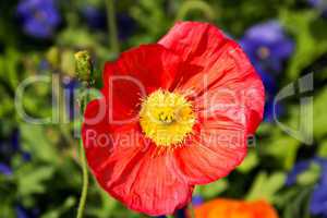 Mohn