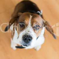 Beagle dog looking at camera